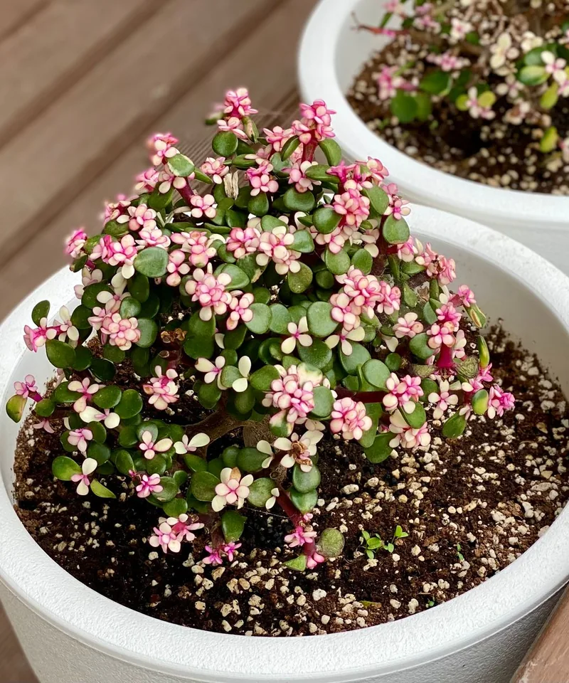 白い鉢に植えた小さな花付きの株